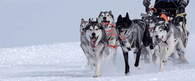 Husky Tour